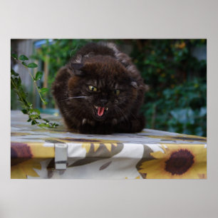Póster Gato negro enojado