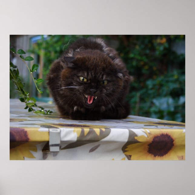 Póster Gato negro enojado (Frente)