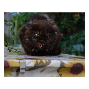 Póster Gato negro enojado