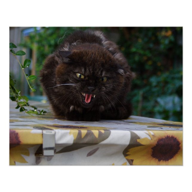 Póster Gato negro enojado (Anverso)