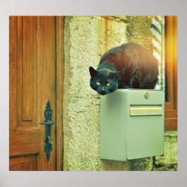 Póster Gato negro grande de la calle saltó sobre el buzón