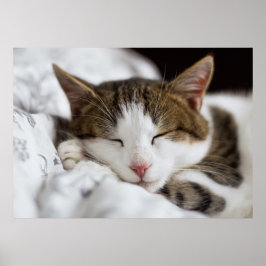 Póster Gato negro gris marrón blanco suave durmiendo