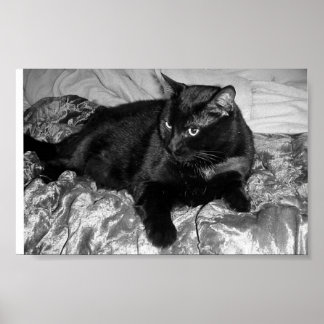 Póster Gato negro serio