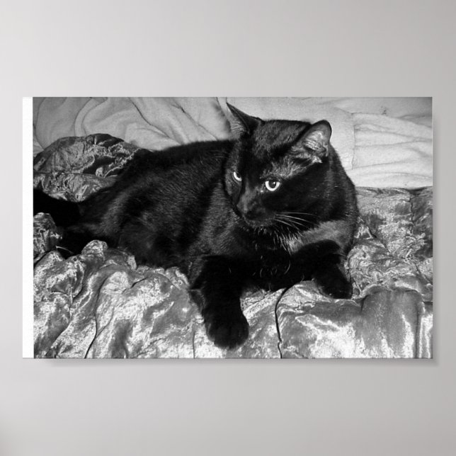 Póster Gato negro serio (Frente)