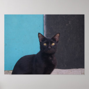 Póster Gato negro sorprendido