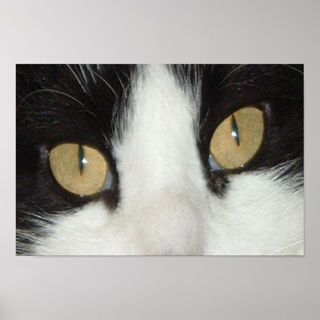 Póster Gato negro y blanco (Frente)