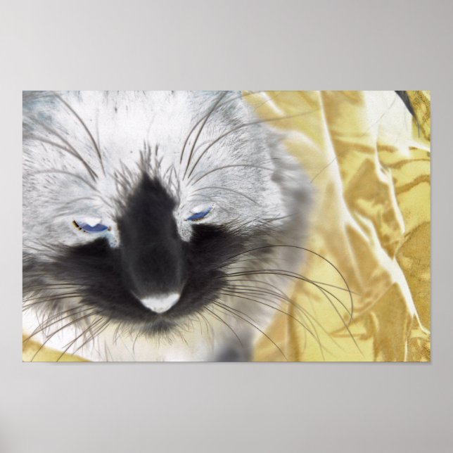Póster Gato negro y blanco (Frente)
