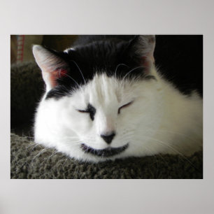 Póster Gato negro y blanco