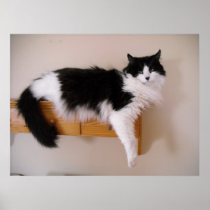 Póster Gato negro y blanco de pelo largo
