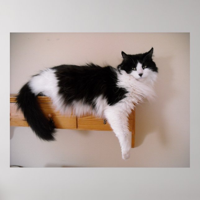 Póster Gato negro y blanco de pelo largo (Frente)