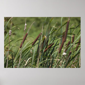 Póster Gato o' nueve colas