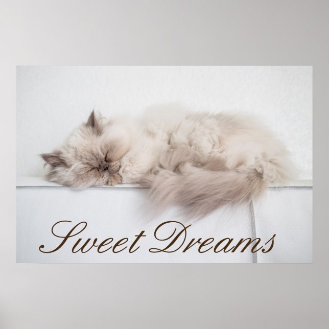 Póster Gato persa (Frente)