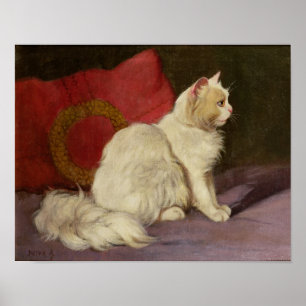 Póster Gato persa blanco