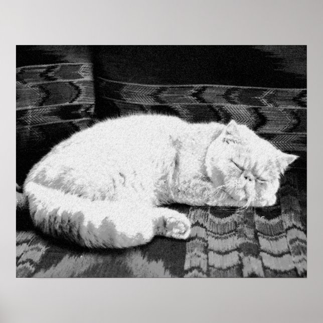Póster Gato Persa Blanco Dormido (Frente)