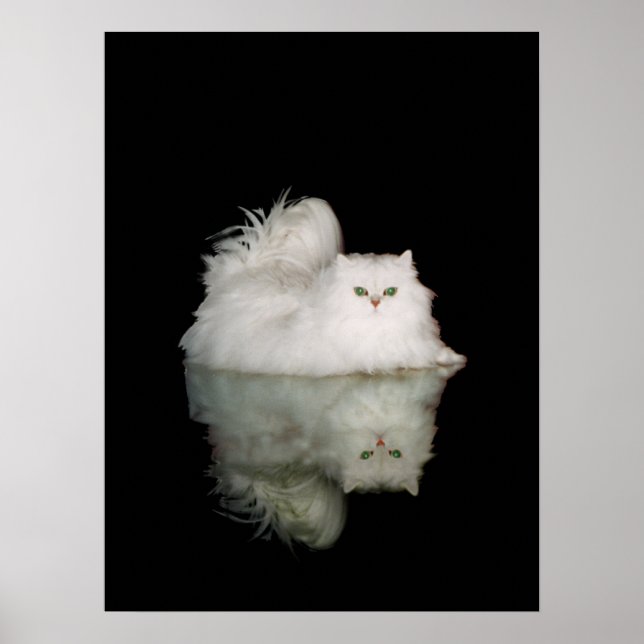 Póster Gato Persa con Ojos Verde Jade (Frente)