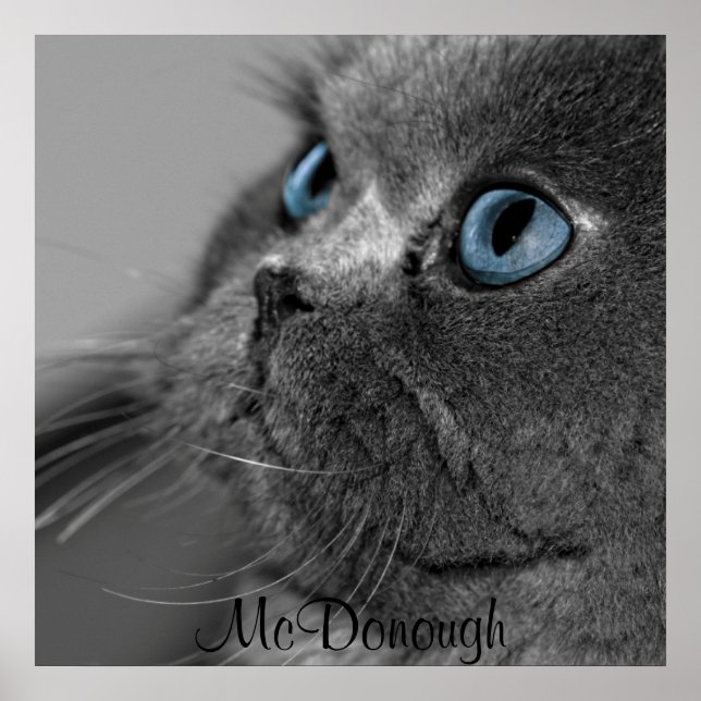 Póster Gato persa gris con ojos azules (Frente)