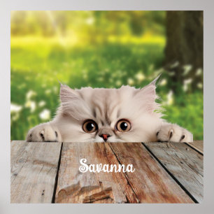 Póster Gato persa lindo