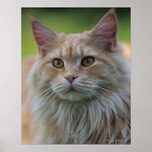 Póster gato principal