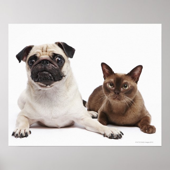 Póster Gato Pug y birmano (Frente)