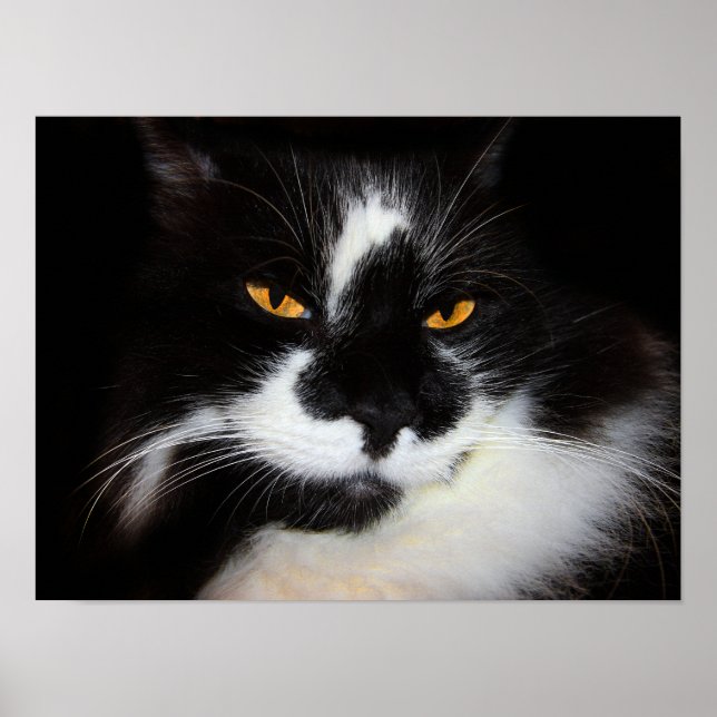 Póster Gato Puma (Frente)