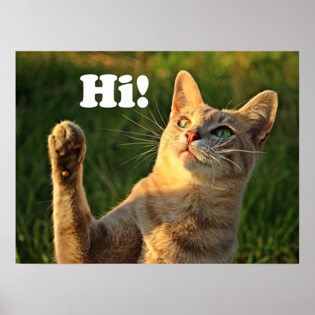 Póster Gato Rojizo Diciendo Hola! (Frente)