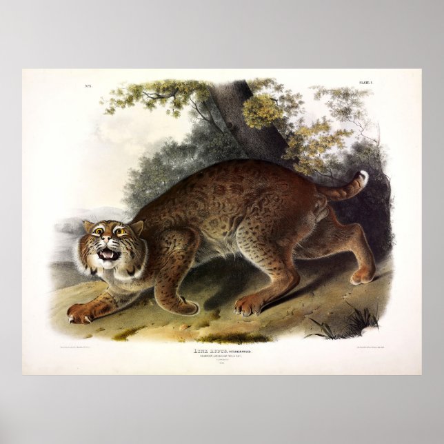 Póster Gato salvaje estadounidense común (Bobcat) Audubon (Frente)