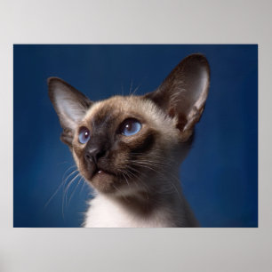 Póster Gato siamés con los ojos azules
