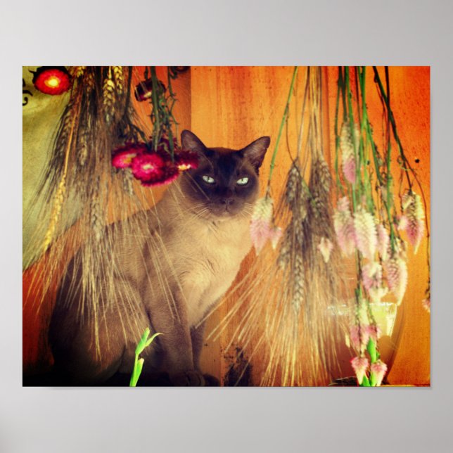 Póster Gato Siamés Posando Con Flores (Frente)