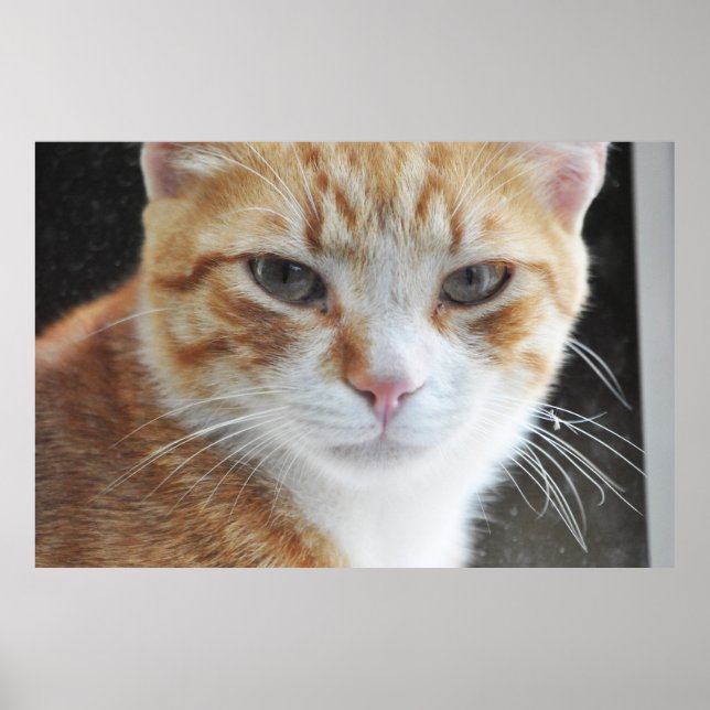 Póster gato sin hogar detrás de la ventana (Frente)
