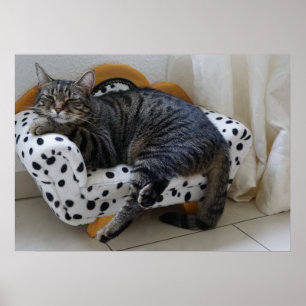 Póster Gato somnoliento