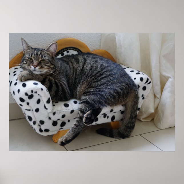 Póster Gato somnoliento (Frente)