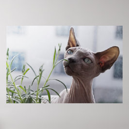 Póster Gato Sphinx sin pelo