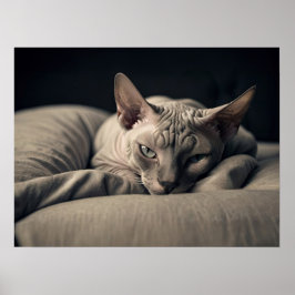 Póster Gato Sphynx