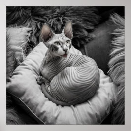 Póster Gato Sphynx sin pelo