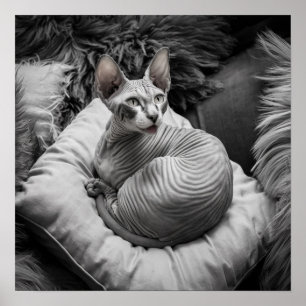 Póster Gato Sphynx sin pelo