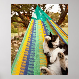 Póster Gato tendido en hamaca maya mexicana