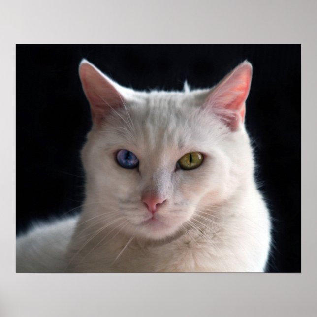Póster Gato turco angora con ojos extraños (Frente)