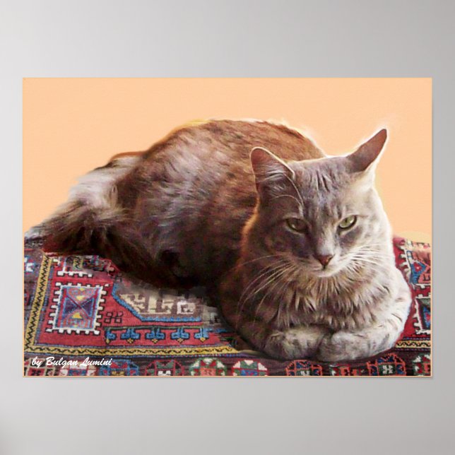PÓSTER GATO TURCO EN LA VIEJA CARPETA (Frente)