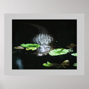 Póster Gator