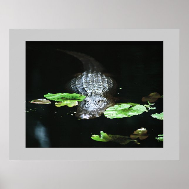 Póster Gator (Frente)