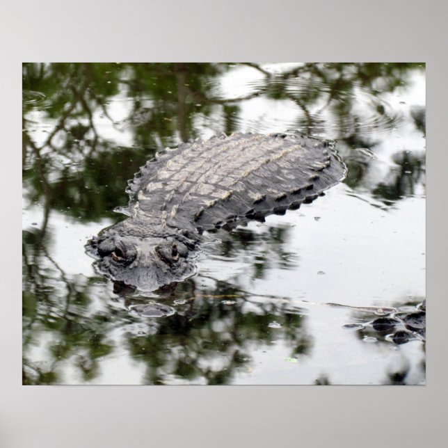 Póster Gator (Frente)