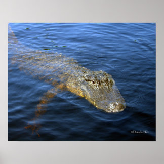 Póster Gator Poster