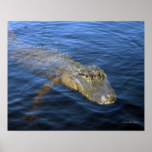 Póster Gator Poster (Frente)