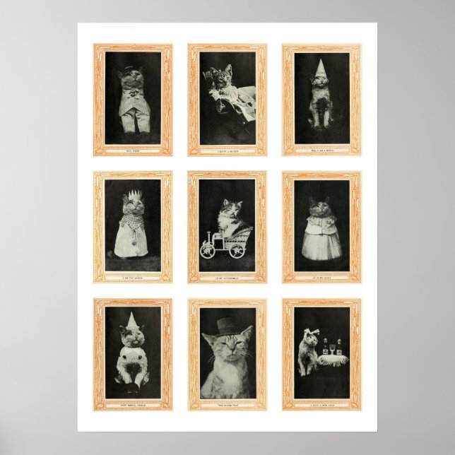 Póster Gatos (Frente)