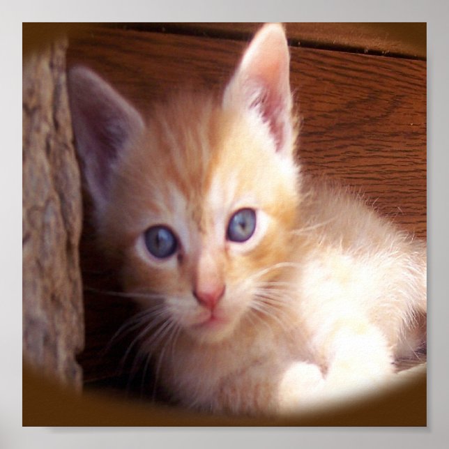 Póster Gatos (Frente)