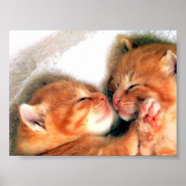 Póster gatos (Frente)