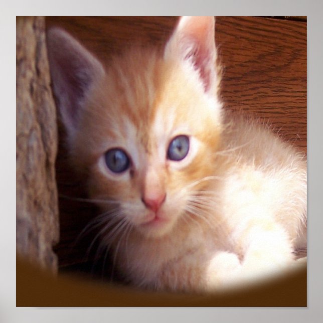 Póster Gatos (Frente)