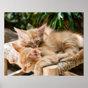 Póster Gatos