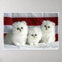 Gatos blancos