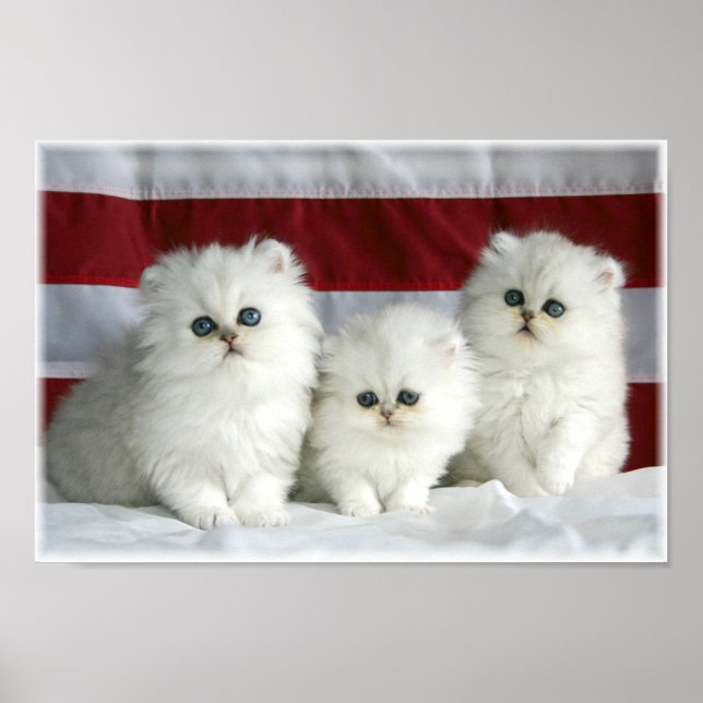 Póster Gatos blancos (Frente)